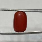 Coral 12.00 Carat